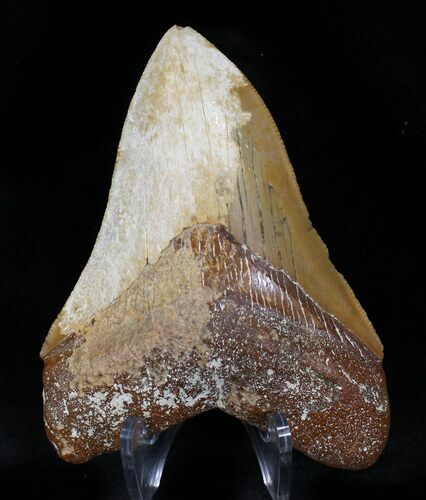 Rare Moroccan Megalodon Tooth - #22547